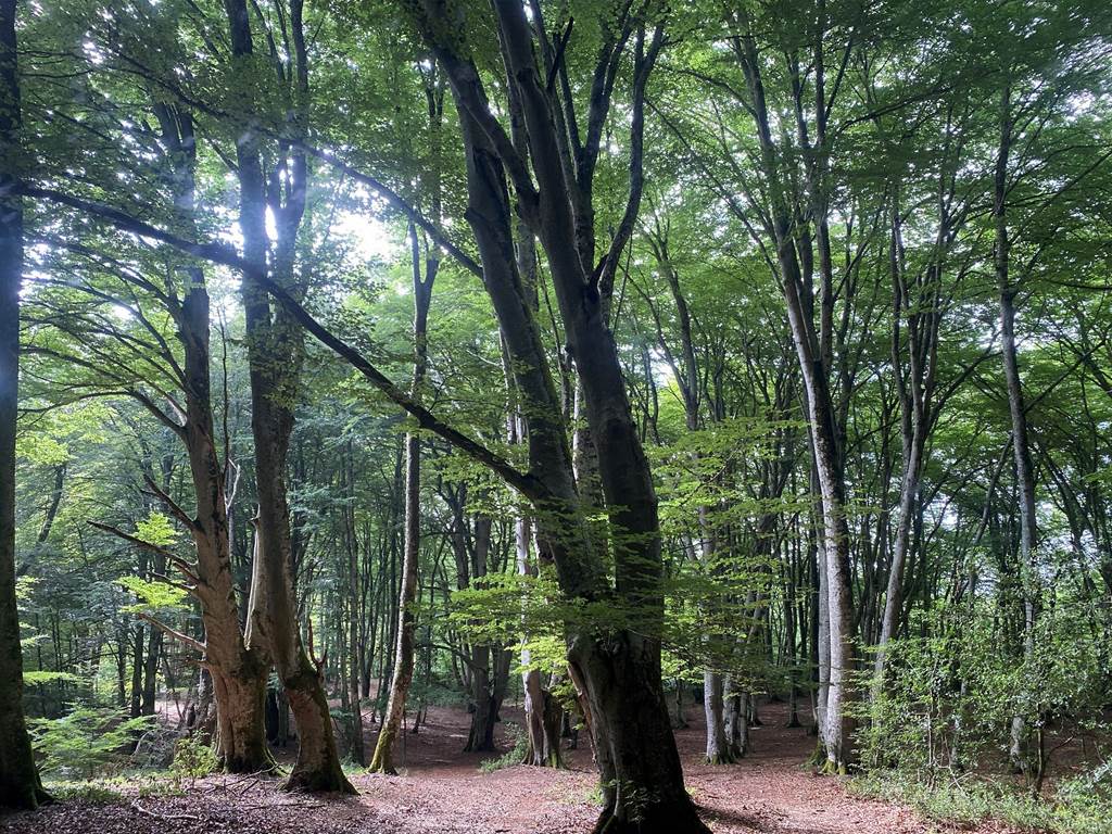 Foret Antichan de Frontignes, Col des Ares