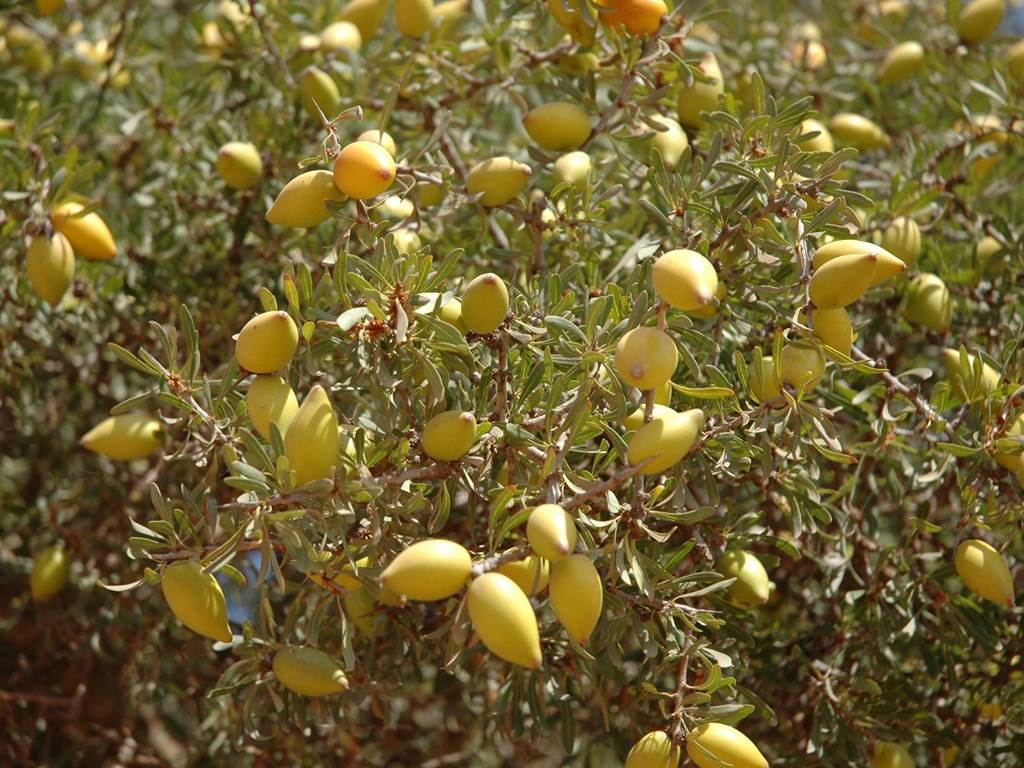 DSC_0044_Ph[2].Chbani