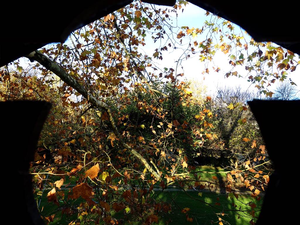 Vue depuis la cabane du grand platane