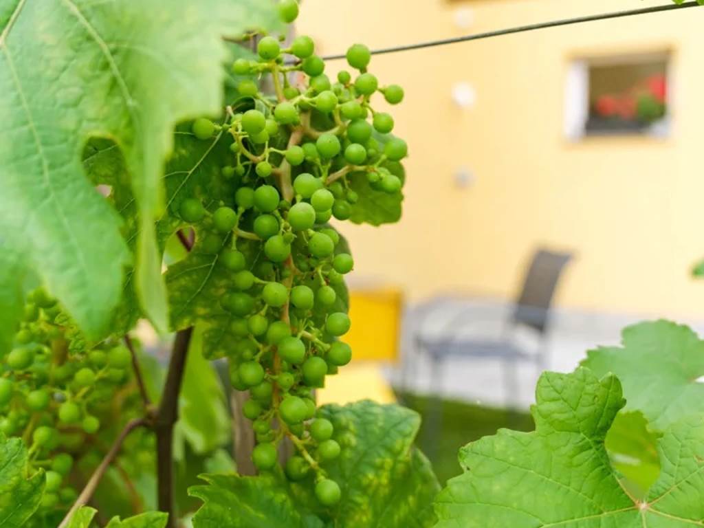 vignoble alsace les ambrades