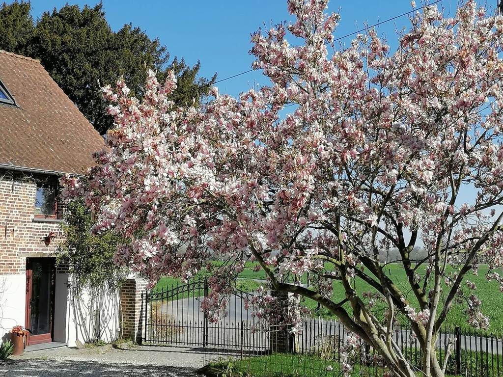 GÎTE DE LA FERME DU SEMEUR - ZAAIERSHOF - Cerisier