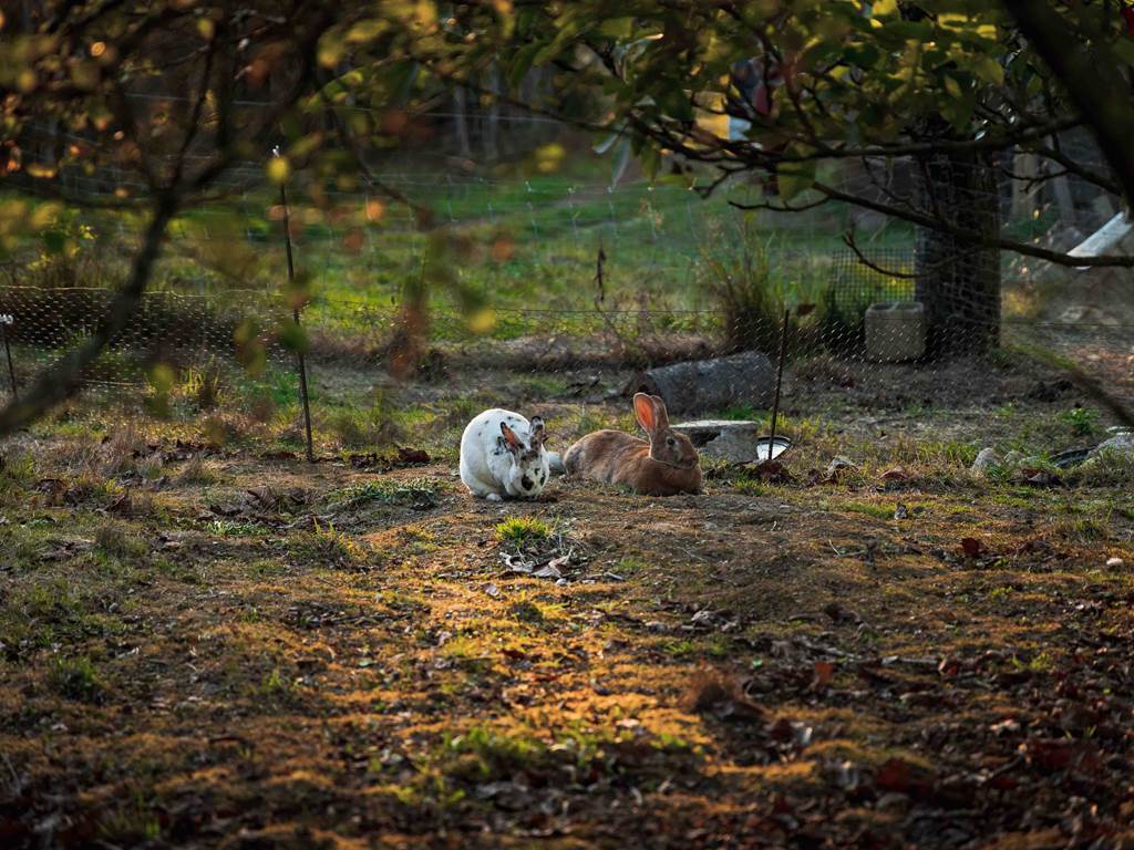 les lapins de trencalli