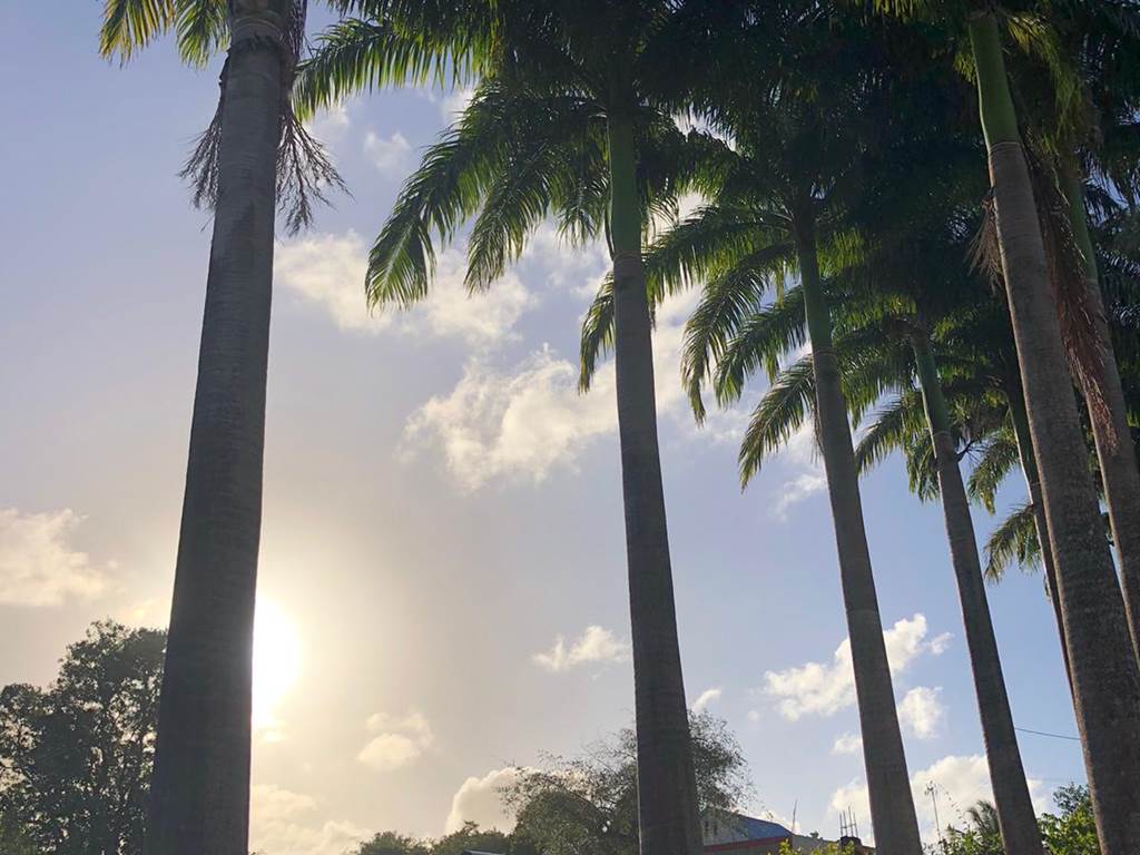 A-l-ombre-des-palmiers-royaux-jardin-l'or-des-caraibes