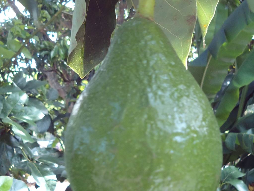 Avocat du jardin