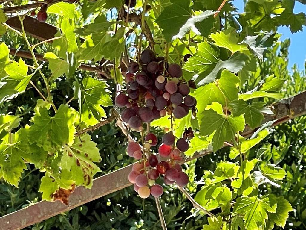 Le raison et la vigne