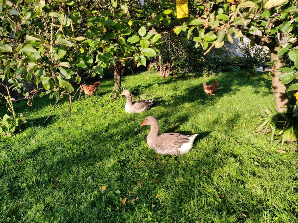 oies et poules 102025