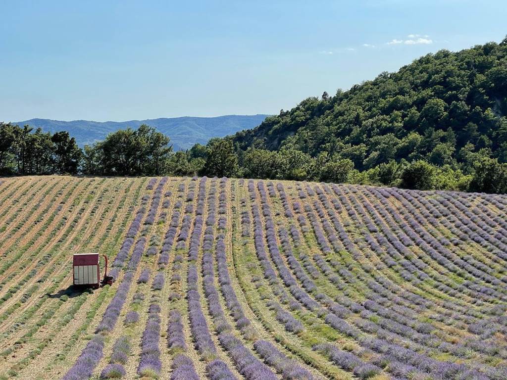 Champ_De_Lavandes