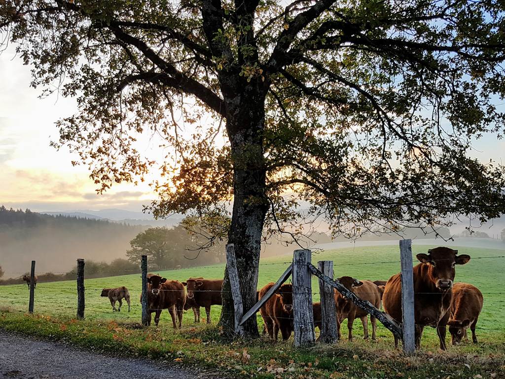 vaches curieuses et brumes d'automne Le Ranch des Lacs 87120