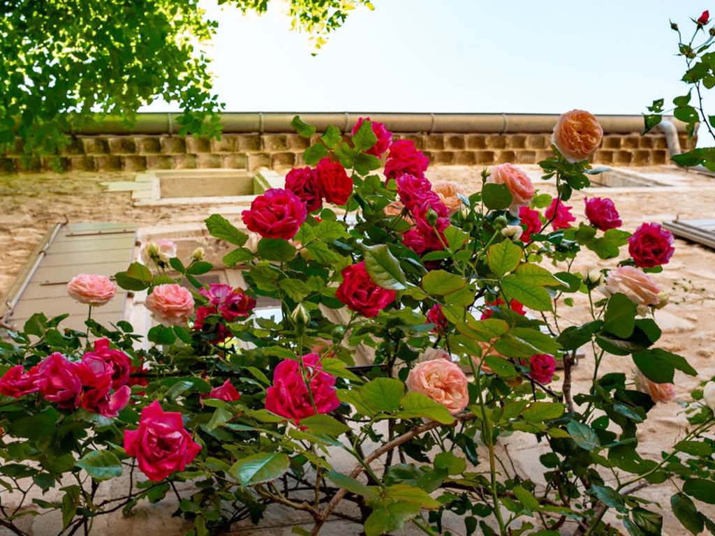 Fleurs mdv (26 sur 26) - Grande