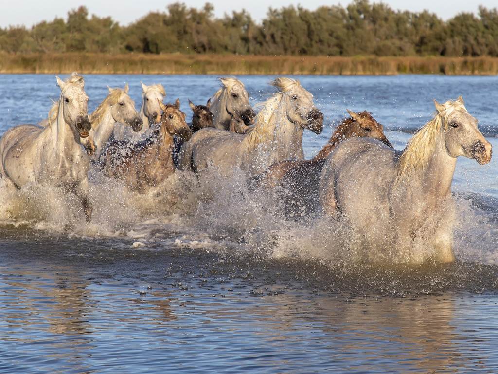 La gaze de chevaux de Camargue
