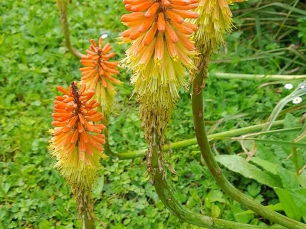 img-20240526-wa0000-high