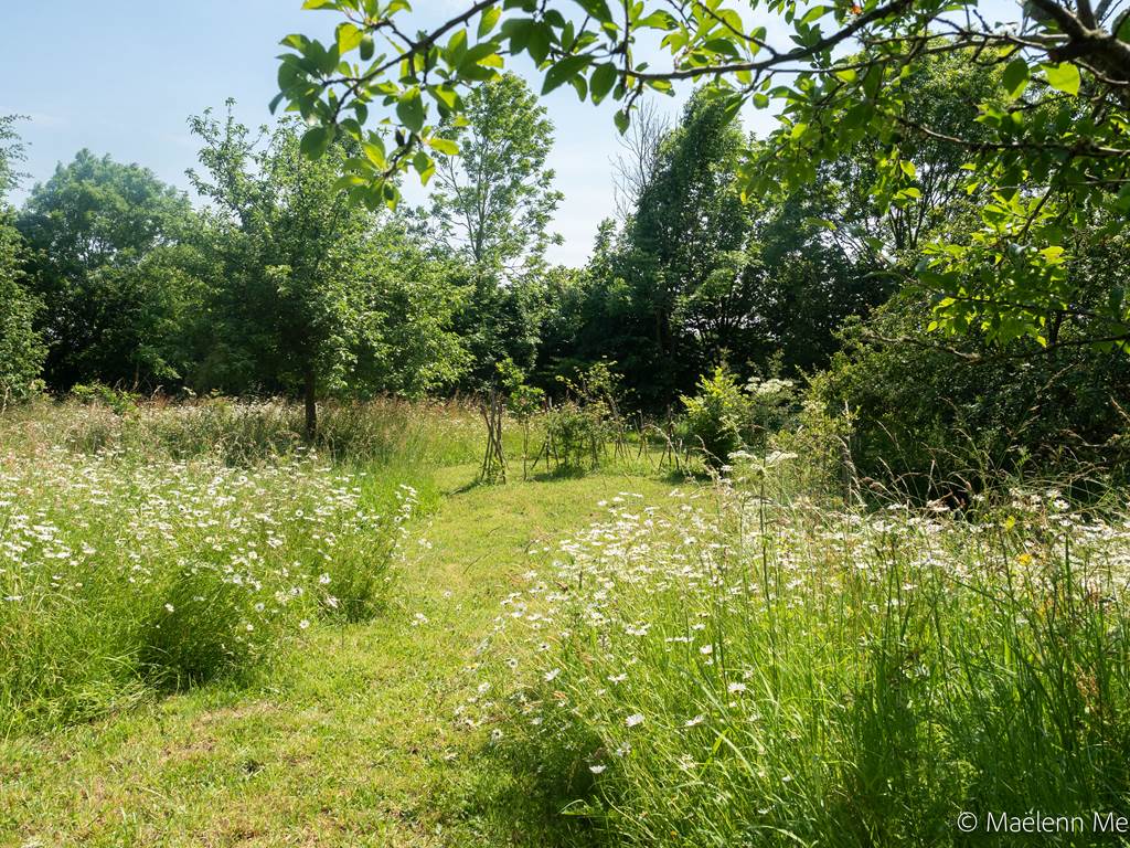 Beeflora-153