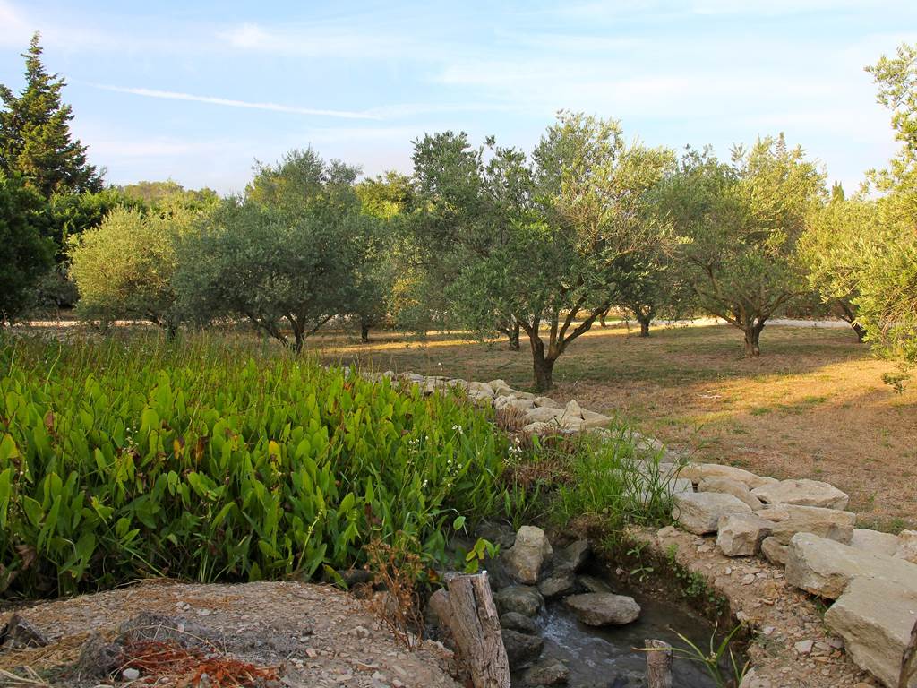 oliviers-domaine-bio-alpilles