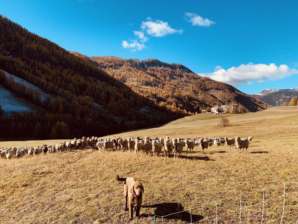 troupeau-chien