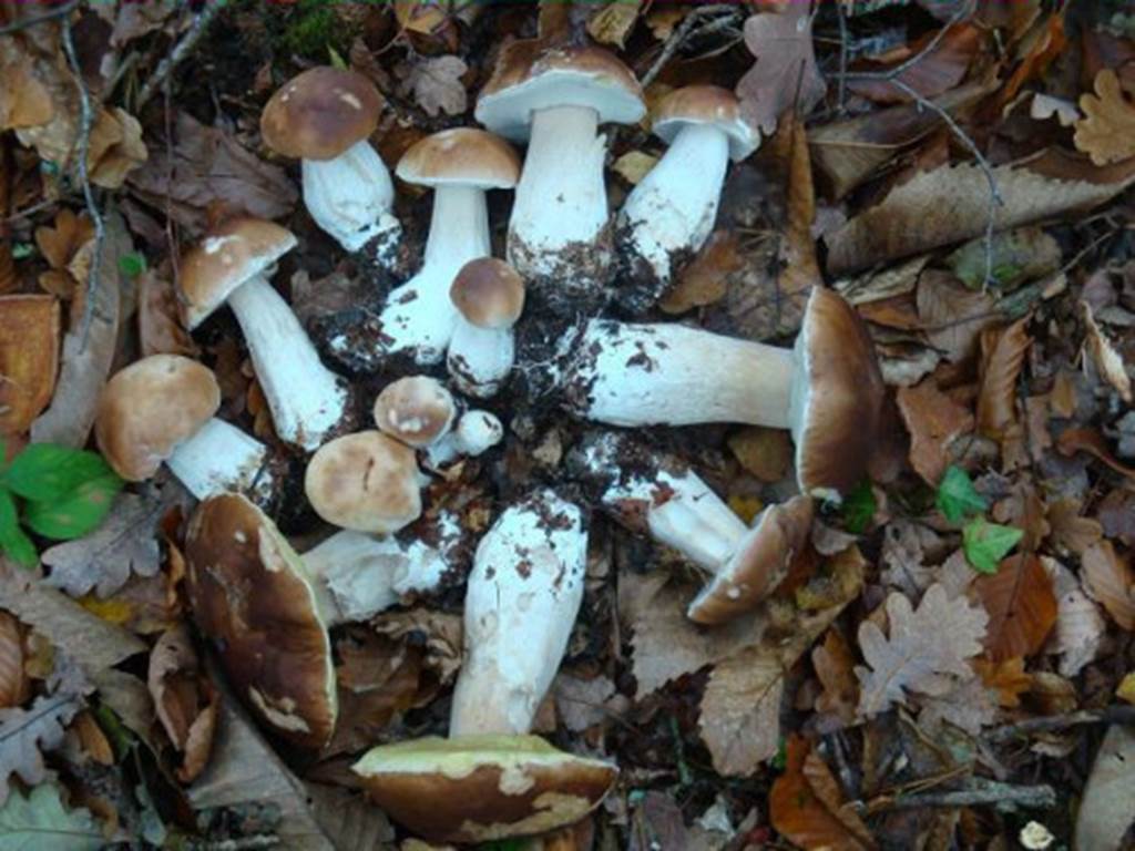 CEPES