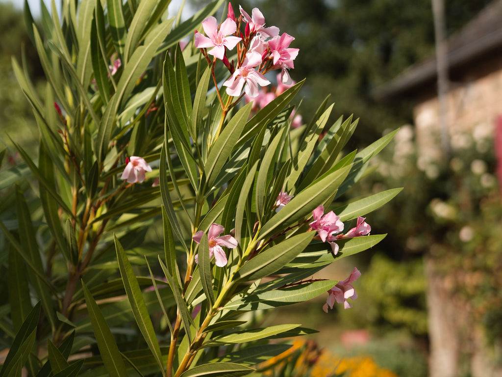 Les_sources_gite_de_charme_Objat_correze_piscine_x_Nastasia_Papiez-349