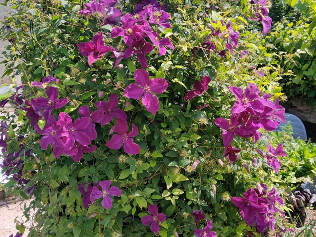 clematite