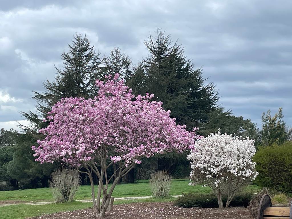 Jardin le 21 mars 2025