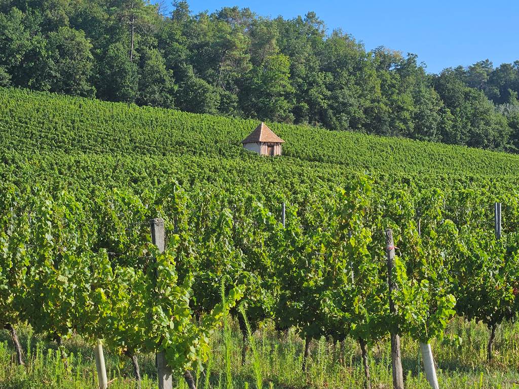 Vignoble-Bergeracois-Ponchapt-Perigord