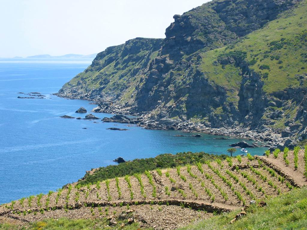 La Côte Vermeille est ses vignobles