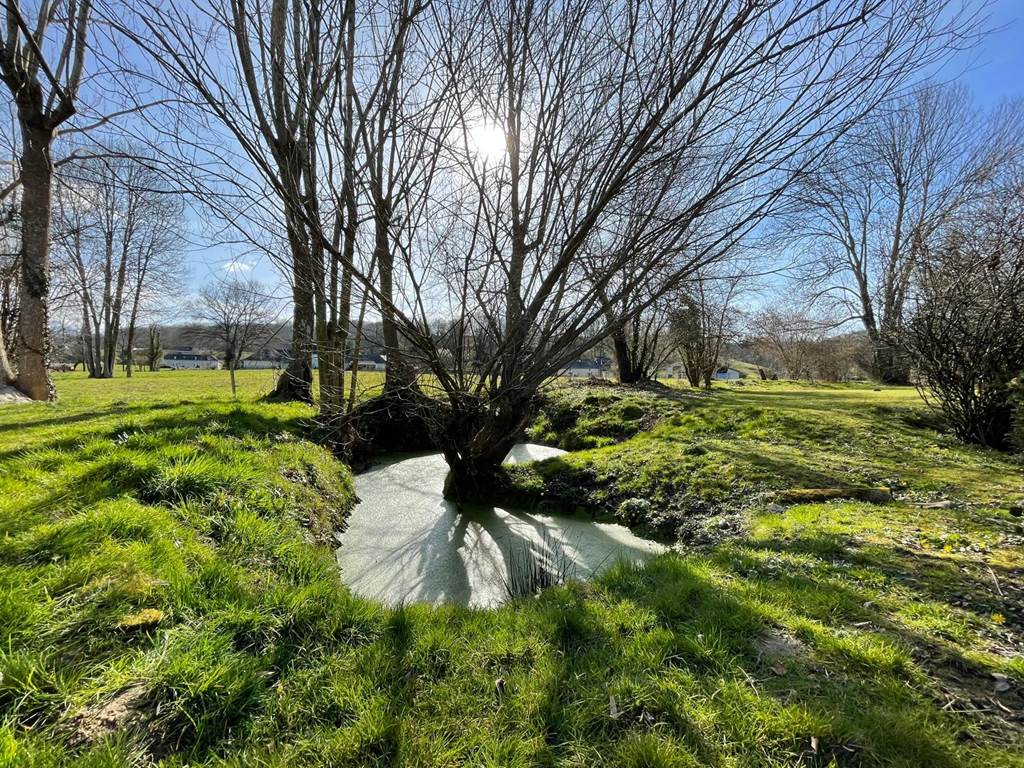 La mare aux grenouilles
