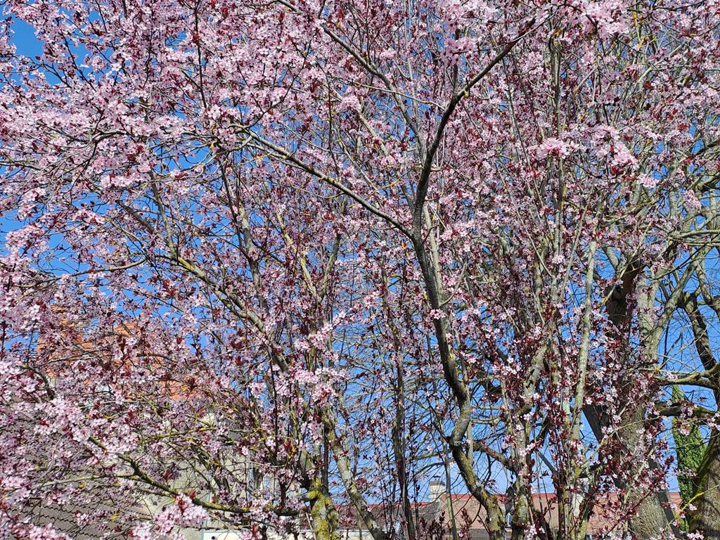 Le printemps, magnifique !!