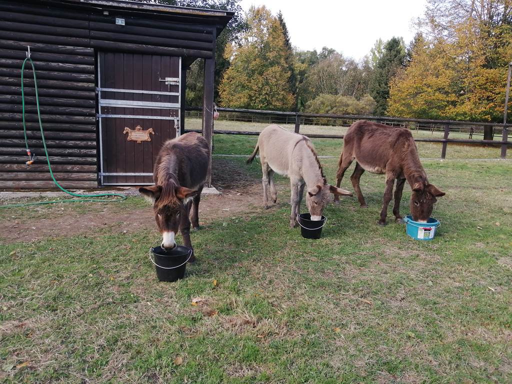Les 3 ânesse Noisette, Ora et Ouna
