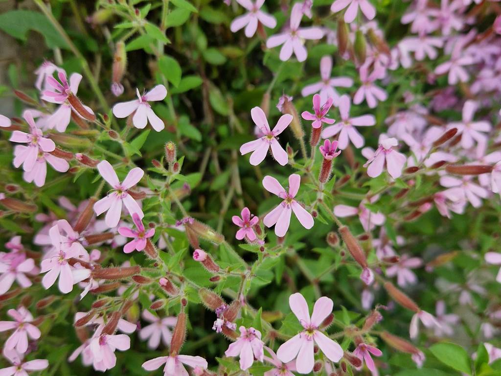 Dans le jardin 1