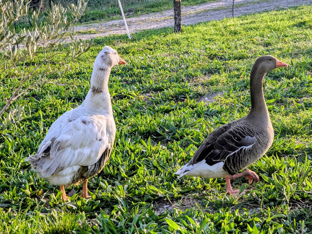 Gilbert et Christal