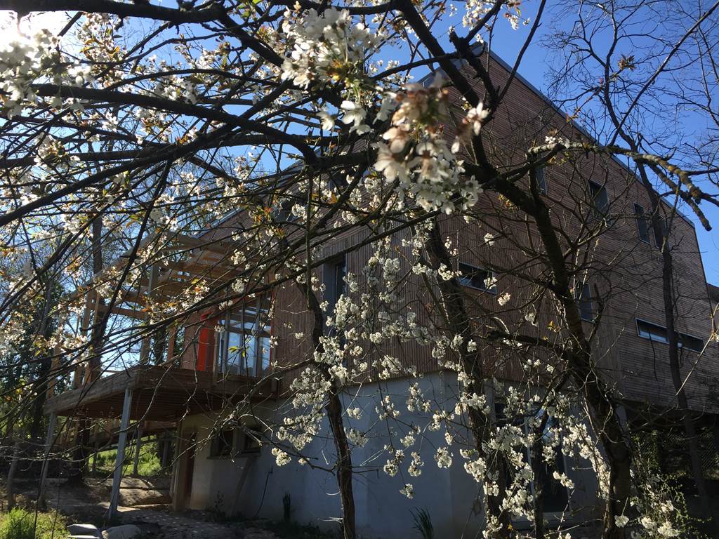 Cerisiers en fleurs devant BLOASIS