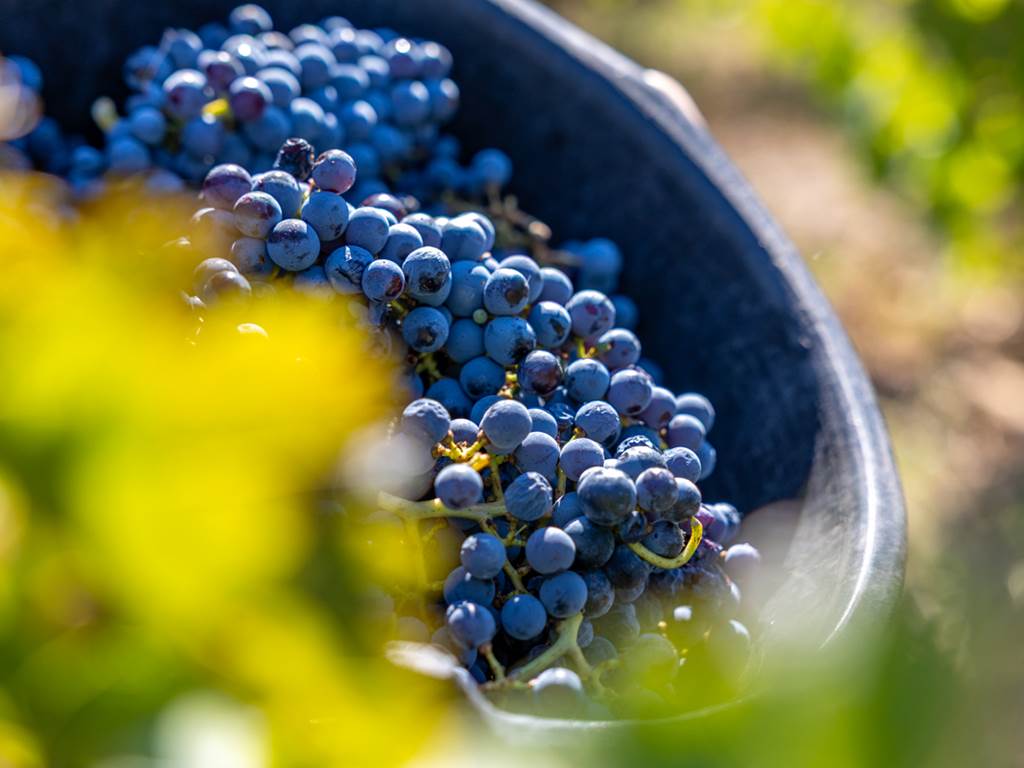 Domaine des Perirecedes BD-0187