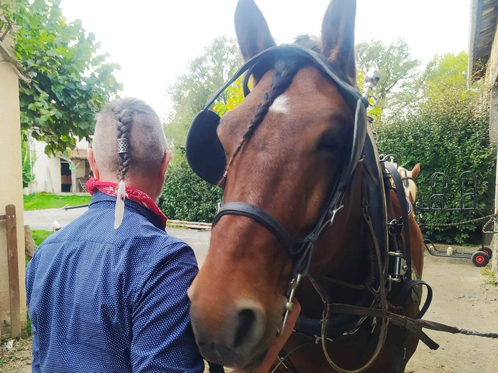 Elvis, notre brave cheval de trait comtois