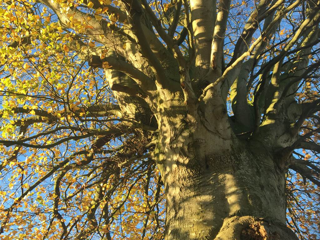 ClosSaintJoseph_Arbre Remarquable Tricentenaire