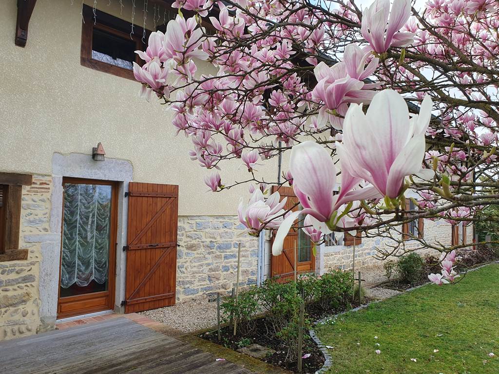 Magnolia