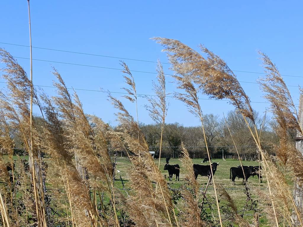 campagne bellegardaise