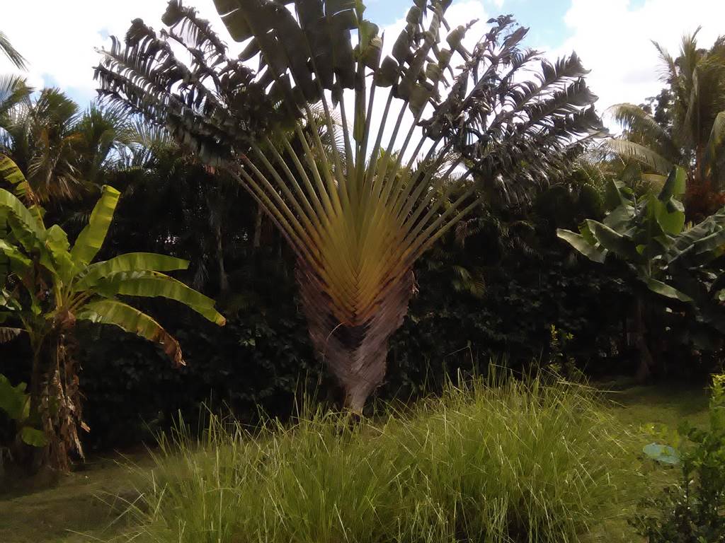 Les jardins des Balisiers jardin tropicales