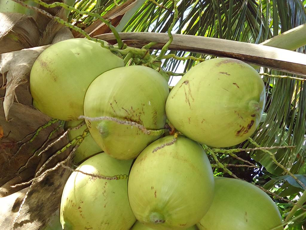Cocos du jardin