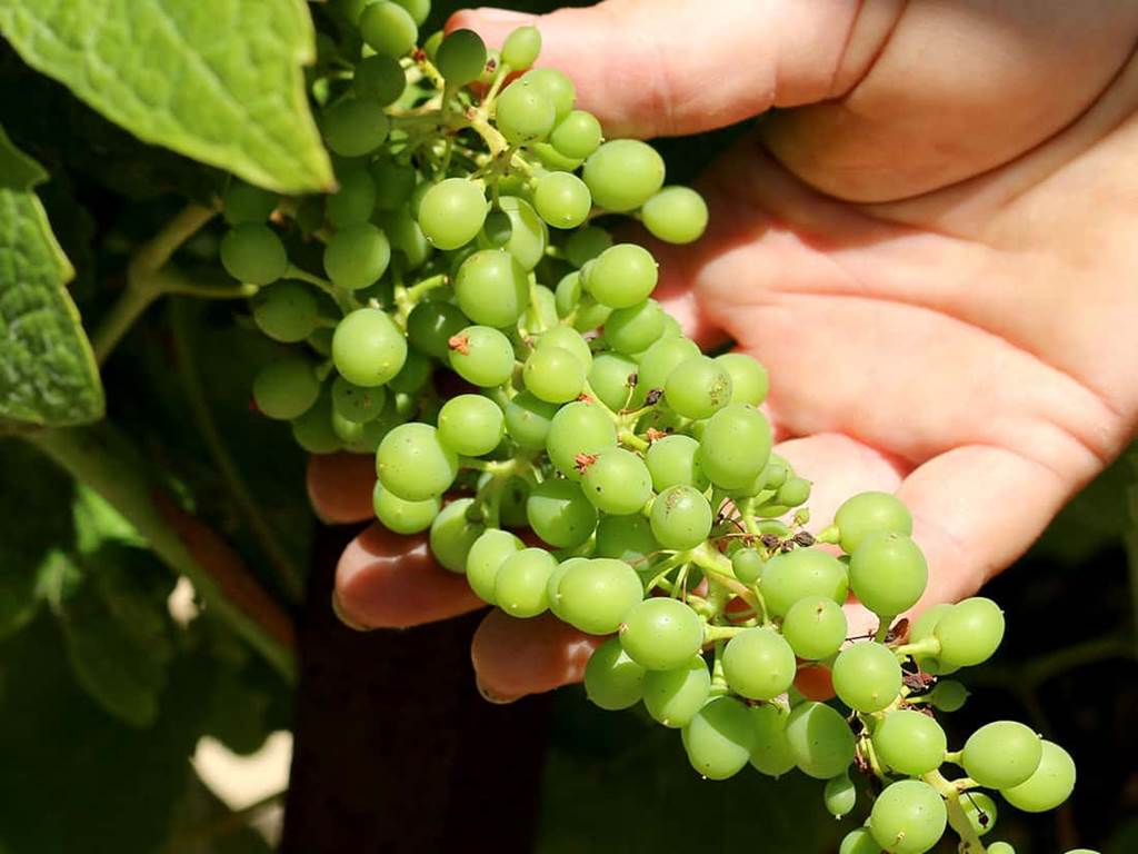 portfolio-raisins-verts