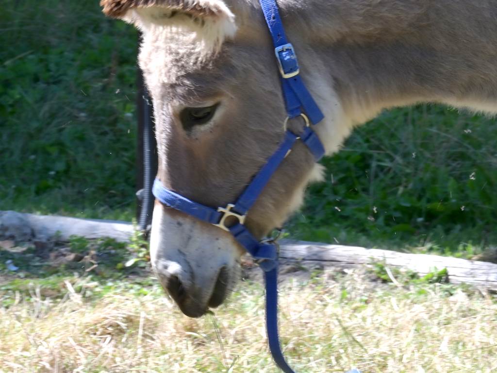 La belle Ora ânesse de 2 ans
