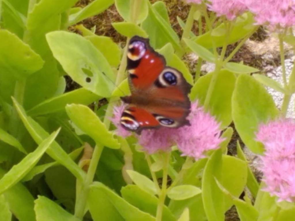 Papillon a admirer au jardin