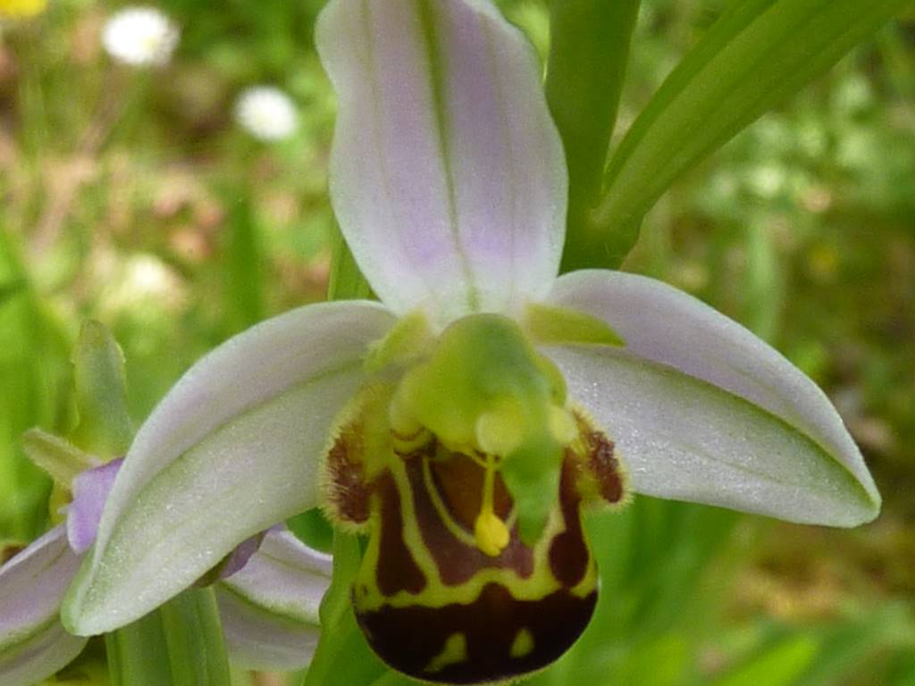 une des nombreuses orchidées sauvages  dans notre jardin au printemps