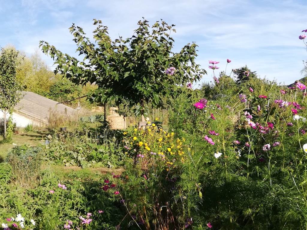 vue fleurs-walipini