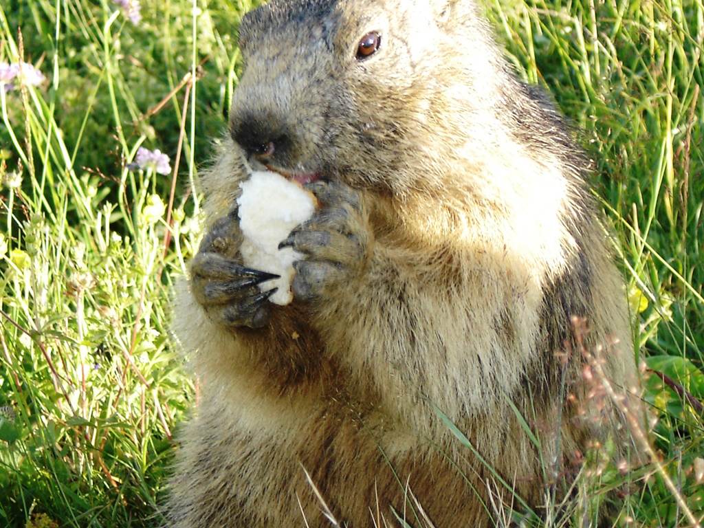 Marmotte à Bisanne
