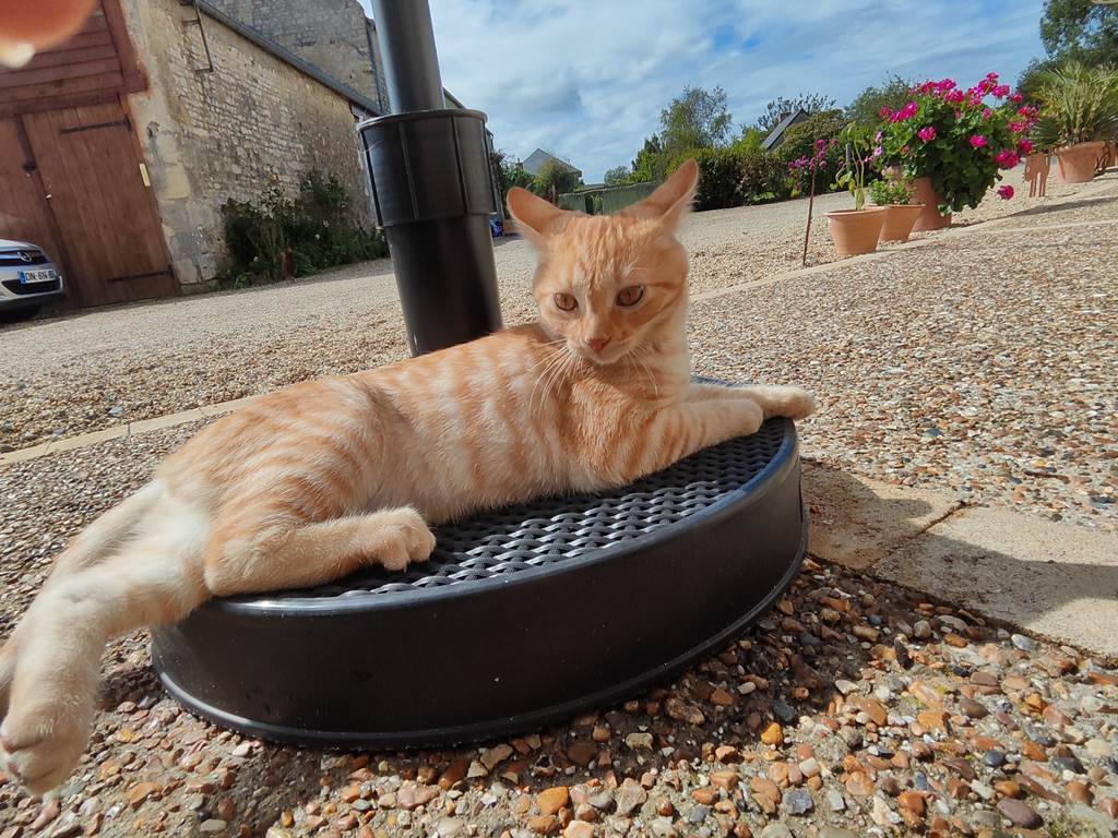chat-sur-place-habitués aux-visiteurs-affectueux-