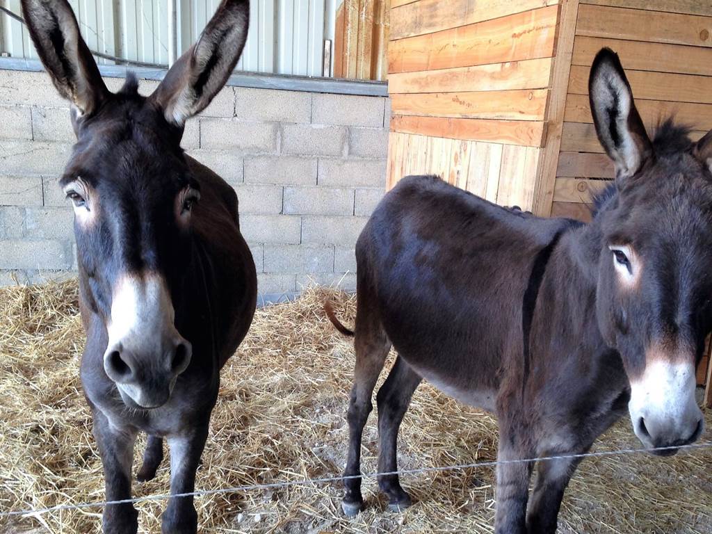 Safran et Lulu