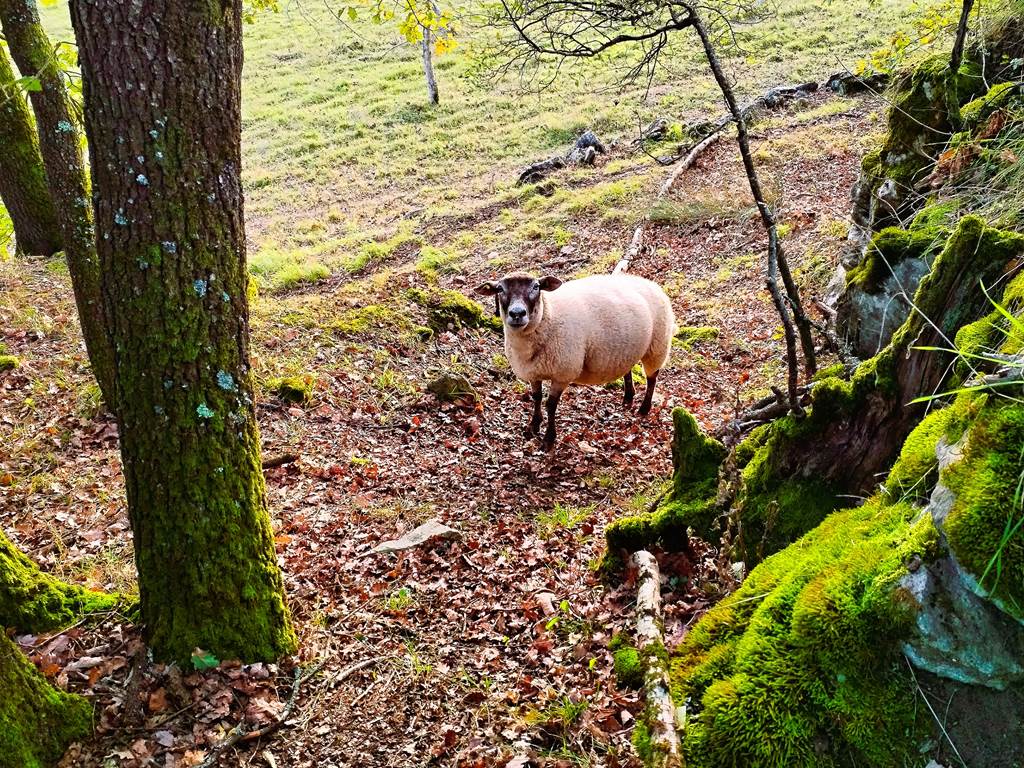 mouton animal forêt nature