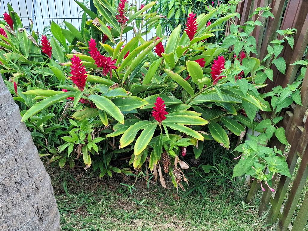 Alpinia purpurata