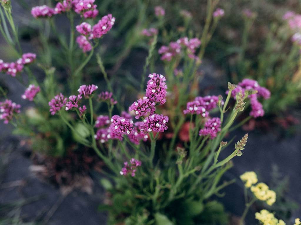 statice-rose-fleurs-sechees-terralya
