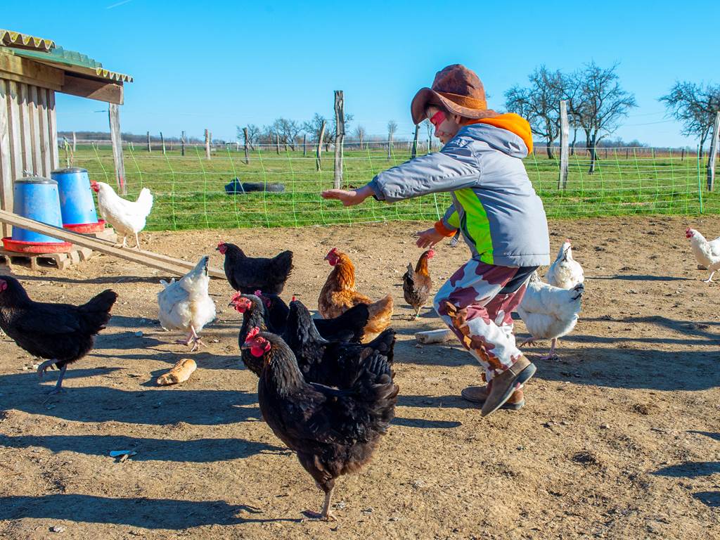 Danse avec les poules