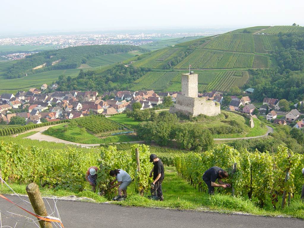 VIGNOBLE KLUR - Vignes